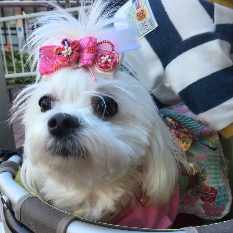 【今日の里帰りワンコ🐶マルチーズのレイヤちゃん💕パグの聆麿くん💕】